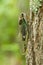 Annual cicada on tree