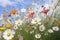 annual cosmos flowers swaying in the breeze