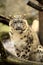 Annual cub snow leopard, Uncia uncia, portrait.