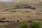 Annual Custer State Park, South Dakota, Buffalo Roundup