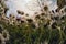 Annual Daisies Bellis Annua In A Meadow