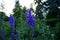 Annual delphinium or summer delphinium, Delphinium consolida. Berlin, Germany