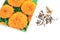 Annual dry seeds of the tagetes flower or marigolds for sowing in nutrient soil for seedlings for a summer garden suburban area.