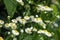 Annual fleabane - Erigeron annuus