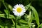 Annual Fleabane - Erigeron annuus