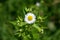 Annual fleabane or Erigeron annuus plant with single blooming flower surrounded with multiple closed flower buds