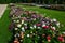 Annual flowerbed in a formal park of rectangles in the lawn. perfect connected flower bed at the pedestrian zone with benches whit