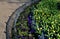 Annual flowerbed with yellow and blue flowers bordered by a low fence of metal gray fittings. landscaping in summer with tulips