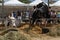 Annual Friesian cow fair in the town of Campos