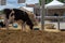 Annual Friesian cow fair in the town of Campos