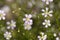 Annual gypsophila, Gypsophila muralis