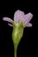 Annual Gypsophila Psammophiliella muralis. Flower Closeup