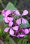 Annual honesty flower Lunaria annua