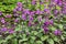 Annual Honesty Flowers Lunaria Annua