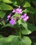 Annual Honesty, lunaria annua, purple flower