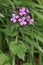 Annual Honesty, lunaria annua, purple flower