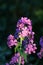 Annual Honesty, lunaria annua, purple flower