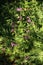 Annual Honesty, lunaria annua, purple flower