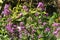 Annual Honesty, lunaria annua, purple flowers