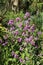 Annual Honesty, lunaria annua, purple flowers