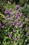 Annual Honesty, lunaria annua, purple flowers