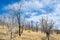 Annual invasive brome grass dominating a post-fire forest