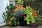 Annual Lobelia and Nasturtiums