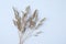 Annual meadow bluegrass. Wild herb dried flowers on white background. View from above