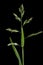 Annual Meadow Grass (Poa annua). Inflorescence Closeup