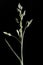 Annual Meadow Grass (Poa annua). Inflorescence Closeup