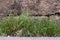Annual meadow-grass & x28;Poa annua& x29; plants in flower
