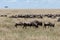 Annual migration on the Masai Mara, Kenya, Africa
