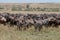 Annual migration on the Masai Mara, Kenya, Africa