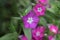 Annual Phlox is an annual, growing from seed each year. The branches have sharp, pointed, lengthy, ciliated leaves.