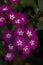 Annual Phlox is an annual, growing from seed each year. The branches have sharp, pointed, lengthy, ciliated leaves.