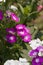 Annual Phlox is an annual, growing from seed each year. The branches have sharp, pointed, lengthy, ciliated leaves.