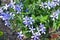 Annual Phlox or Phlox drummondii in garden, blue white thin flowers