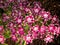 Annual Phlox Phlox drummondii in garden. Double colored flowers Twinkle Star.