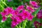 Annual phlox varieties `Star rain` in the garden close-up