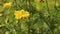 Annual plant in the genus Cosmos. wild flower beauty on blurry leaf background