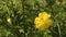 Annual plant in the genus Cosmos. wild flower beauty on blurry leaf background