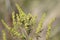 Annual ragweed ambrosia flower ready to bloom closeup view with blurred background