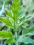 Annual ragweed herb plant image india