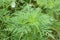 Annual ragweed leaves closeup view with selective focus on foreground