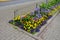 Annual representational flower bed in front of the office or school in the square. concrete paving and salting against dogs and th