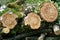 annual rings of tree trunks of a felled birch tree