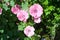 Annual Rose mallows or Lavatera trimestris growing in summer garden