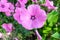 Annual Rose mallows or Lavatera trimestris growing in summer garden, , selective focus