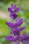 Annual sage salvia horminium flowers