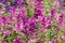 Annual sage salvia horminium flowers